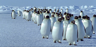 Ndryshimet klimaterike, pinguinet ne rrezik