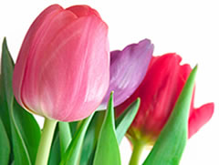 Per here te pare nje tulipan me atdhe shqiptar!