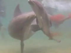 Pamje mahnitese te lindjes se nje delfini dhe jetes nen uje 
