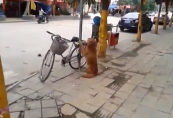 Qeni qe ruan bicikleten, nuk do ta besoni cfare ndodh pasi mberrin i zoti