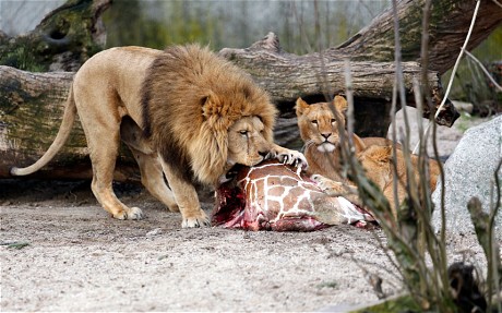 Nje gjirafe e tepert vritet dhe u hidhet luaneve ne nje kopesh zoologjik danez
