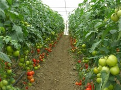 Pjalmimi me blete, aplikohet ne Shqiperi teknologjia e re per prodhimet Bio