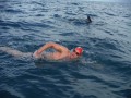 Delfinet mbrojne notarin nga sulmi i peshkaqenit 