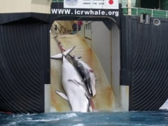 Japoni, fillon sezoni i gjuetise se balenave