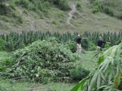 Dukagjin, vijon operacioni antidroge
