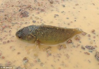 Australi, zbulohet peshku i rrezikshem qe mund te qendroje 6 dite pa uje (Video)