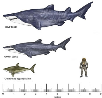 SHBA: Gjendet peshkaqeni gjigant, me i vjeter se dinozauret