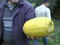 Vlore, zbulohet limoni 2.50 kilograme