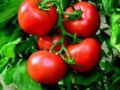 Rritet prodhimi i domates vendase, shtohen kerkesat per eksport