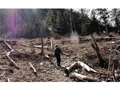 Katastrofa e pyjeve shqiptare ne shifra