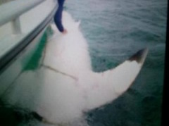 Australi, kapet peshkaqeni me i madh se kurre: mbyllet plazhi