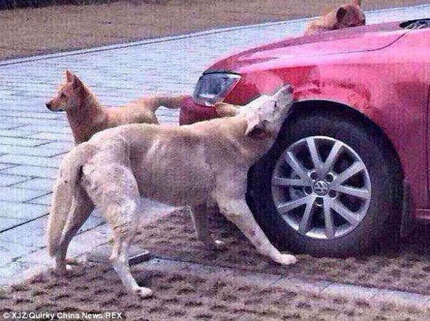 Burri e rreh, qeni kthehet bashke me 'shoket' dhe i shkaterron makinen